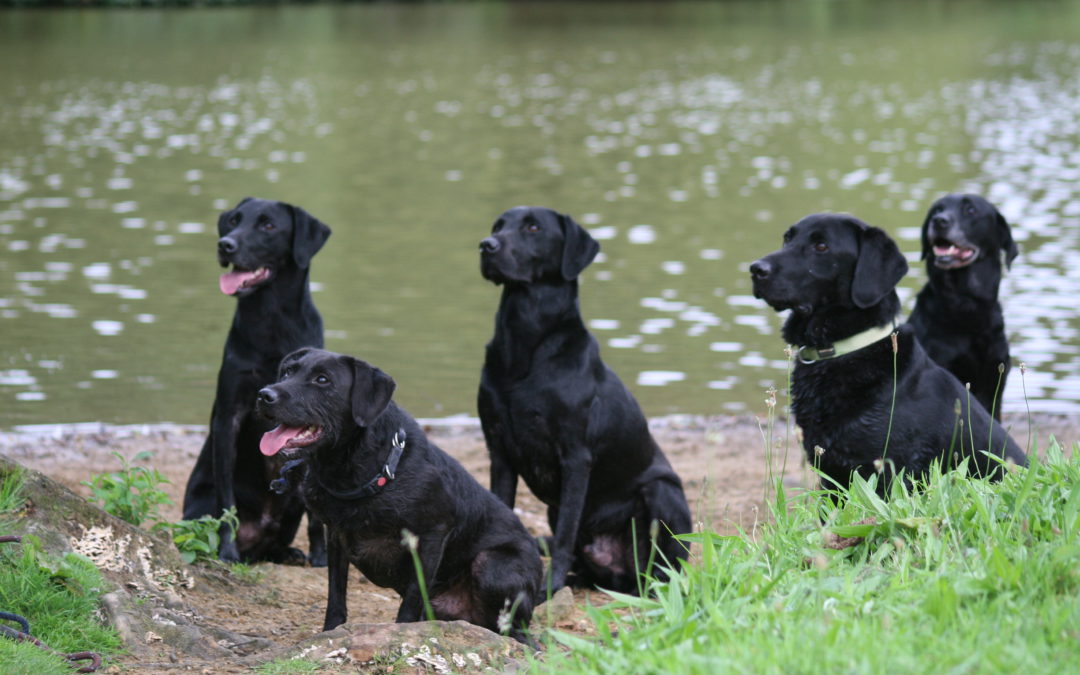 Pack of Dogs