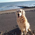 Dog on Beach