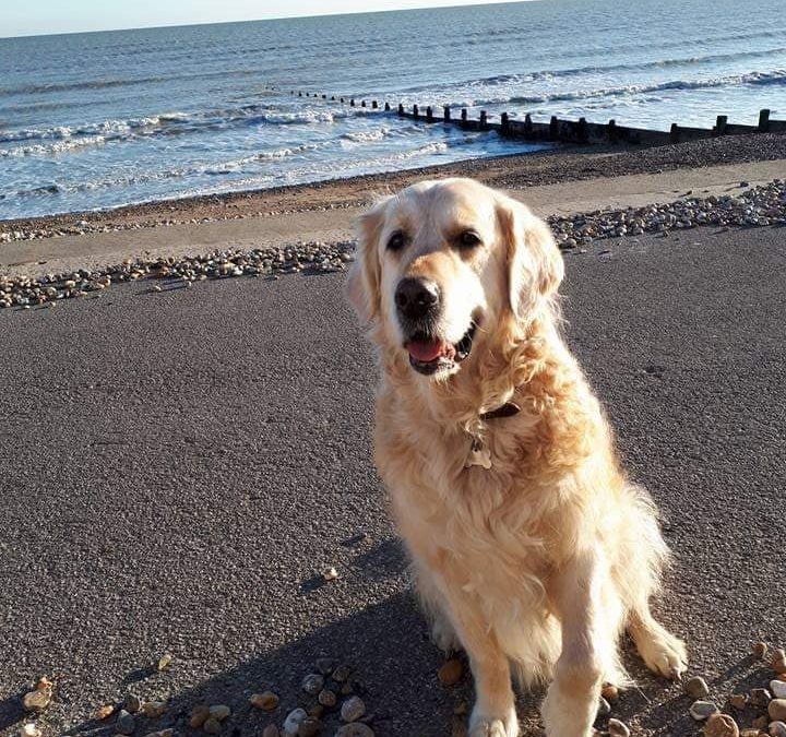 Dog on Beach